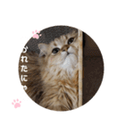 にゃんらいふ(白文字)（個別スタンプ：28）