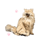 にゃんらいふ(白文字)（個別スタンプ：29）