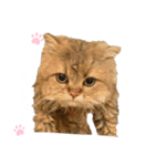 にゃんらいふ(白文字)（個別スタンプ：30）