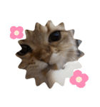 にゃんらいふ(白文字)（個別スタンプ：32）