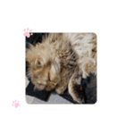 にゃんらいふ(白文字)（個別スタンプ：33）