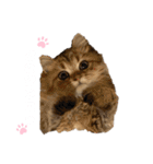 にゃんらいふ(白文字)（個別スタンプ：34）