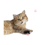 にゃんらいふ(白文字)（個別スタンプ：35）