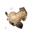 にゃんらいふ(白文字)（個別スタンプ：36）