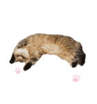 にゃんらいふ(白文字)（個別スタンプ：40）