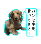 日常LINE〜犬(うちのとろんちゃん)と一緒（個別スタンプ：1）
