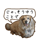 日常LINE〜犬(うちのとろんちゃん)と一緒（個別スタンプ：2）