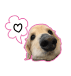 日常LINE〜犬(うちのとろんちゃん)と一緒（個別スタンプ：3）