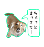 日常LINE〜犬(うちのとろんちゃん)と一緒（個別スタンプ：4）