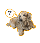 日常LINE〜犬(うちのとろんちゃん)と一緒（個別スタンプ：5）