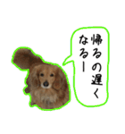 日常LINE〜犬(うちのとろんちゃん)と一緒（個別スタンプ：6）