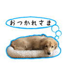 日常LINE〜犬(うちのとろんちゃん)と一緒（個別スタンプ：7）
