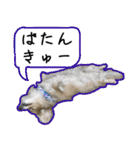 日常LINE〜犬(うちのとろんちゃん)と一緒（個別スタンプ：8）
