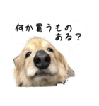 日常LINE〜犬(うちのとろんちゃん)と一緒（個別スタンプ：10）