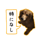 日常LINE〜犬(うちのとろんちゃん)と一緒（個別スタンプ：11）
