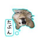 日常LINE〜犬(うちのとろんちゃん)と一緒（個別スタンプ：12）