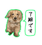 日常LINE〜犬(うちのとろんちゃん)と一緒（個別スタンプ：13）