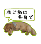 日常LINE〜犬(うちのとろんちゃん)と一緒（個別スタンプ：14）