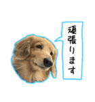 日常LINE〜犬(うちのとろんちゃん)と一緒（個別スタンプ：15）
