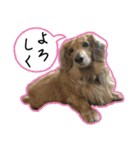 日常LINE〜犬(うちのとろんちゃん)と一緒（個別スタンプ：16）