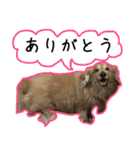 日常LINE〜犬(うちのとろんちゃん)と一緒（個別スタンプ：17）