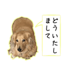日常LINE〜犬(うちのとろんちゃん)と一緒（個別スタンプ：18）