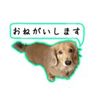 日常LINE〜犬(うちのとろんちゃん)と一緒（個別スタンプ：20）