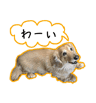 日常LINE〜犬(うちのとろんちゃん)と一緒（個別スタンプ：21）