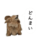 日常LINE〜犬(うちのとろんちゃん)と一緒（個別スタンプ：22）