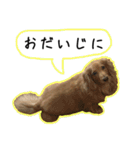 日常LINE〜犬(うちのとろんちゃん)と一緒（個別スタンプ：23）