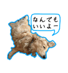 日常LINE〜犬(うちのとろんちゃん)と一緒（個別スタンプ：24）