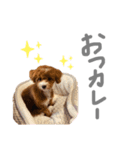 チワプーのたび（個別スタンプ：3）