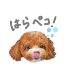 チワプーのたび（個別スタンプ：4）