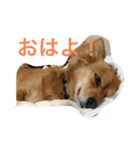 チワックス（ダックス寄り）（個別スタンプ：1）