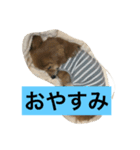 チワックス（ダックス寄り）（個別スタンプ：2）