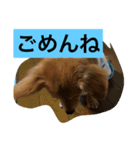 チワックス（ダックス寄り）（個別スタンプ：3）
