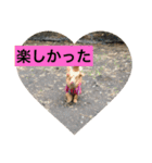 チワックス（ダックス寄り）（個別スタンプ：4）