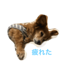 チワックス（ダックス寄り）（個別スタンプ：6）