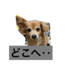 チワックス（ダックス寄り）（個別スタンプ：7）