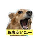 チワックス（ダックス寄り）（個別スタンプ：8）