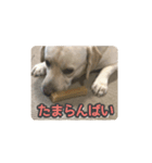 ヴィヴィラヴスタンプ③（博多弁）（個別スタンプ：1）