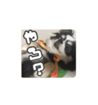 ヴィヴィラヴスタンプ③（博多弁）（個別スタンプ：3）