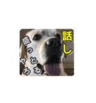 ヴィヴィラヴスタンプ③（博多弁）（個別スタンプ：7）