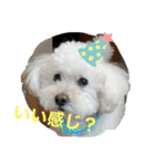 スノーウィーの日常（個別スタンプ：9）