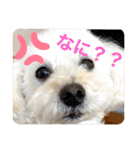 スノーウィーの日常（個別スタンプ：12）