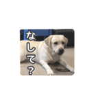 ヴィヴィラヴスタンプ②（博多弁ver.）（個別スタンプ：4）