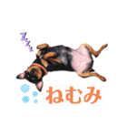 ミニピンのちょこび（個別スタンプ：3）