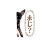 ミニピンのちょこび（個別スタンプ：6）