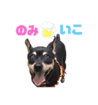 ミニピンのちょこび（個別スタンプ：10）