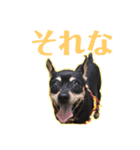 ミニピンのちょこび（個別スタンプ：11）